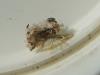 Chrysotropia ciliata